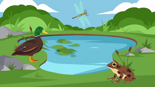 What is a pond habitat? – KS1 Science curriculum - BBC Bitesize