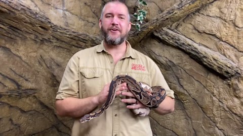 ball pythons: facts and care