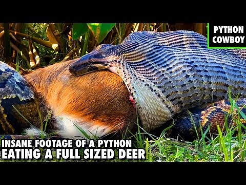How A Giant Python Can Swallowing A Deer