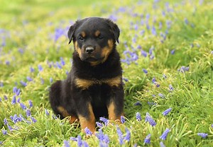 Rottweiler Puppies For Sale