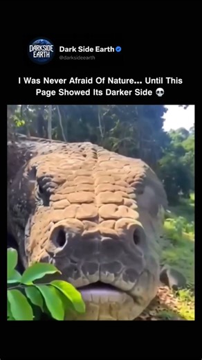 Dark Side Earth | Meet Titanoboa — the largest snake to ever exist. Not a myth. Not a movie monster. A real predator that once ruled the Earth. 🕰️ Lived:... | Instagram