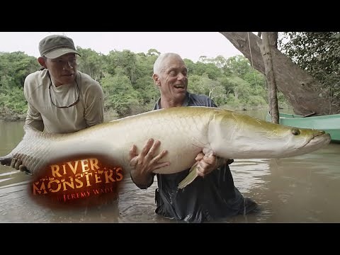 Incredible REEL TIME Arapaima Catch | ARAPAIMA | River Monsters