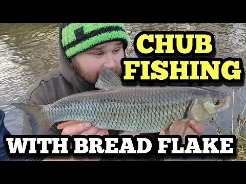 CHUB FISHING WITH BREAD FLAKE