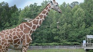 Who's excited to feed the giraffe herd again starting on June 15th? | Metro Richmond Zoo