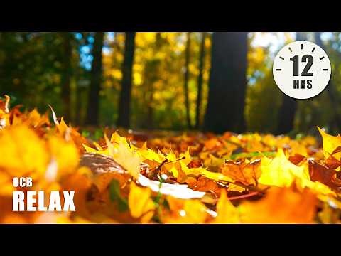 12 Hours of Relaxing Music - Relaxing Piano & Cello, Sleep Music, Stress Relief (Zoe)