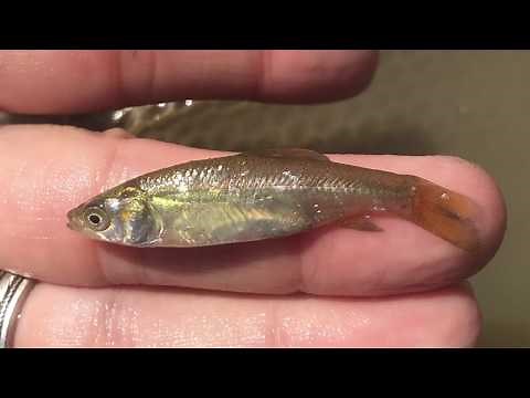 Black Carp Identification