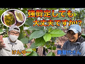 Is it okay to prune passion fruit heavily? How do you graft it? [Question from Michiyo 2]