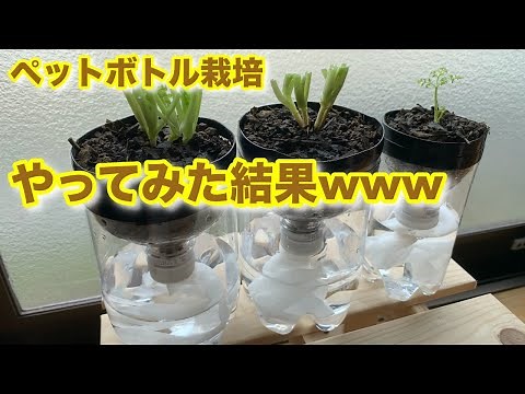 【ペットボトルで栽培】自動給水装置で手間いらず、と思ったけれどまさかの結果にwwwペットボトル給水器の作り方♡一人暮らしOLのvlog|再生野菜｜水耕栽培｜