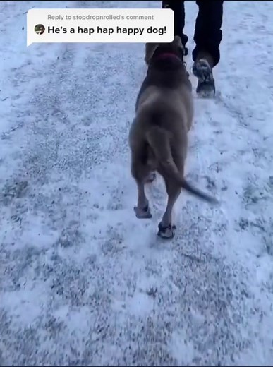 Happy Dog Dance Compilation