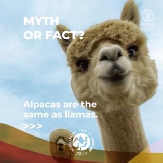 🤔 Myth or Fact? Alpacas are the same as llamas. 🦙 #YearOfCamelids | Food and Agriculture Organization of the United Nations (FAO)