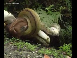 anaconda eating a deer