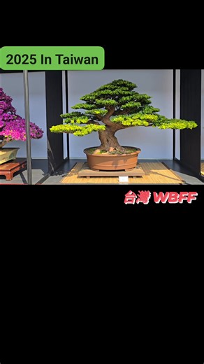 2025WBFF世界盆栽大展 World Bonsai Convention Warming Up Event 2025 In Taiwan | 謝爵仲