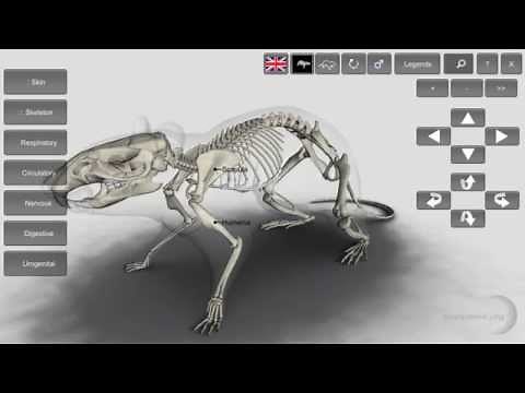 3D Rat Anatomy