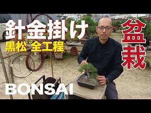 I will show you the wire hook of black pine from the beginning to the end [Bonsai]