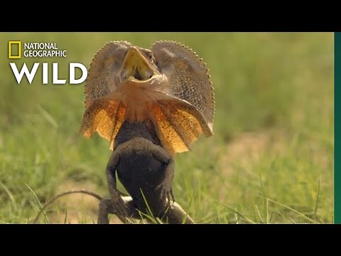 Frill-Necked Lizard Escapes Python | Wild Monsoon