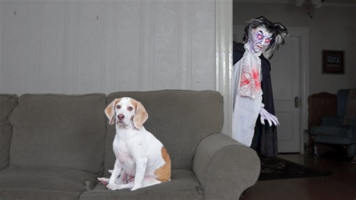 Dog encounters a vampire in a spooky prank