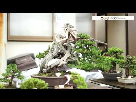 Overwhelming Bonsai Collection