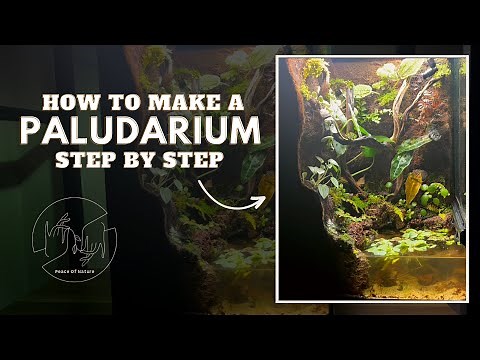 Building a Paludarium From Scratch – Full Step by Step Guide