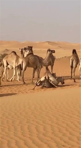 "Leopard Launches Brutal Neck Attack on Camel Herd in Arabian Desert"