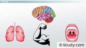 Human Brain Parts, Diagram & Function
