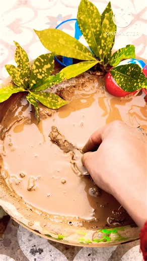 Hidden Comb Inside a Prize Box! 🎁