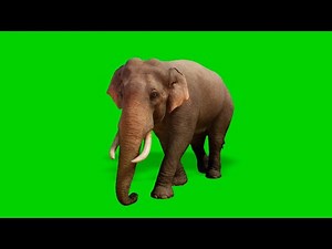 Real Elephant Green Screen