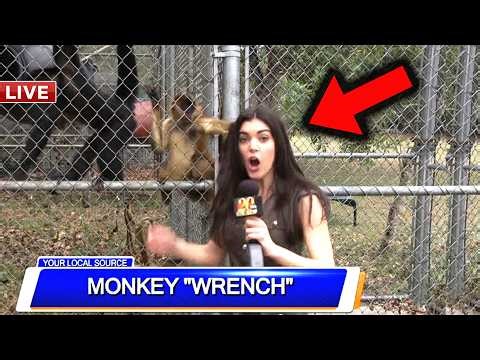 The Funniest Animal Interruptions on Live News Bloopers