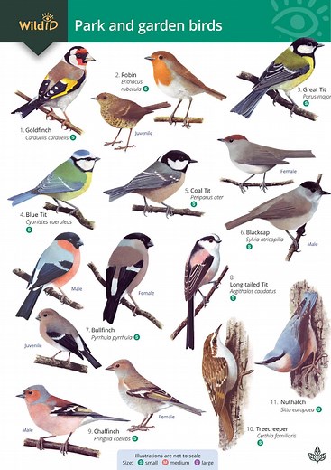 Park and Garden Birds Guide