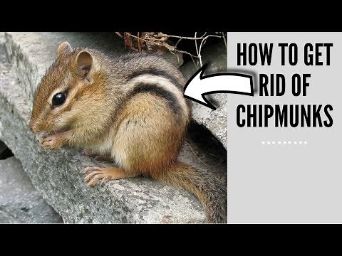 how to get rid of chipmunks - chipmunk problem - how to stop chipmunks!