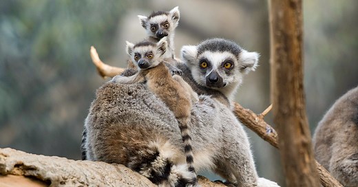 Wild Encounters - Bronx Zoo