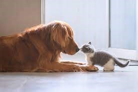 13 Difference Between Dog and Cat (With Table) - Animal Differences