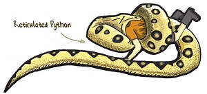 Surviving a Reticulated Python or Constrictor Snake