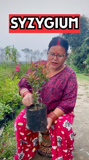 SYZYGIUM CARE & TIPS: How to Grow a Healthy & Lush Plant! 🌿✨ Syzygium, commonly known as brush cherry or Australian cherry, is a hardy, evergreen plant perfect for hedges and ornamental gardening. Here’s how to keep it thriving! ☀️ Sunlight: Prefers full sun to partial shade 💦 Watering: Keep soil evenly moist but well-drained 🌱 Soil: Rich, well-draining soil with organic matter ✂️ Pruning: Trim regularly to maintain shape and encourage dense growth 🌡️ Temperature: Thrives in warm climates, p