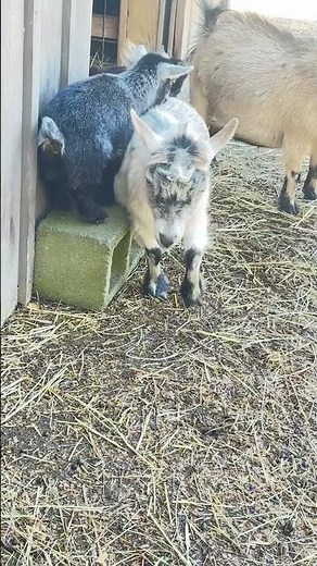 Baby Pygmy goats free rides 🤣