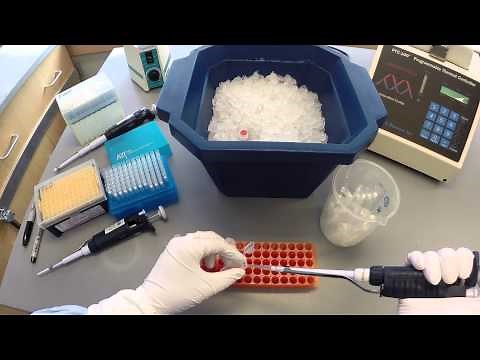 PCR Protocol - Part 1