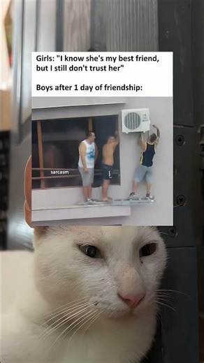 Bro Code Activated in 24 Hours Climbing Buildings Like It's Nothing #cat