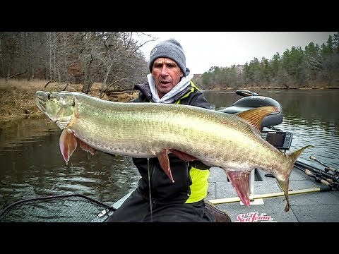 Live Bait Musky – Fishing Edge TV