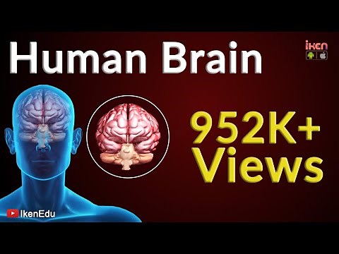 Human Brain Animation | Learn Anatomy Of The Human Brain | iKen | iKen Edu | iKen App