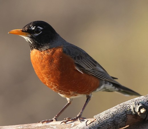 37 MOST Common Birds in New Mexico! (2026)