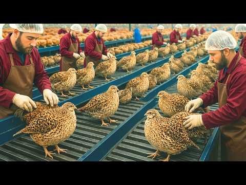 “Inside the World’s Largest Quail Egg Factory — How Millions of Eggs Are Produced Every Day 🥚🏭”