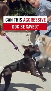 Dogs aren’t born aggressive. We shape that energy. The question is, will you turn it into calm or chaos? Los perros no nacen agresivos. Nosotros moldeamos esa energía. La pregunta es: ¿la transformarás en calma o en caos? 🐾 | Cesar Millan